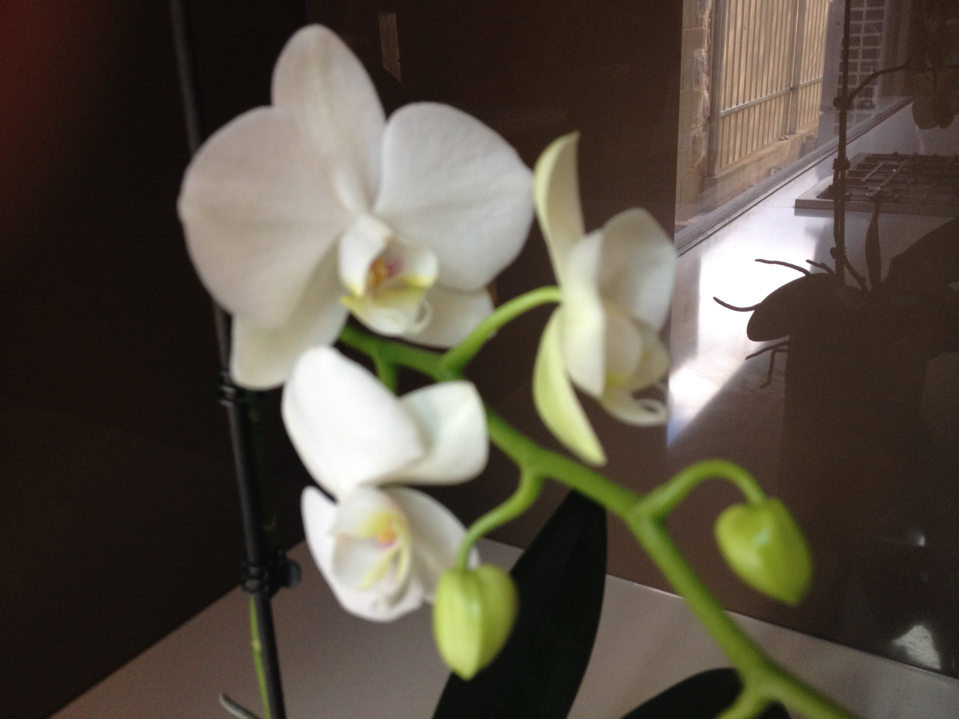 moth orchid