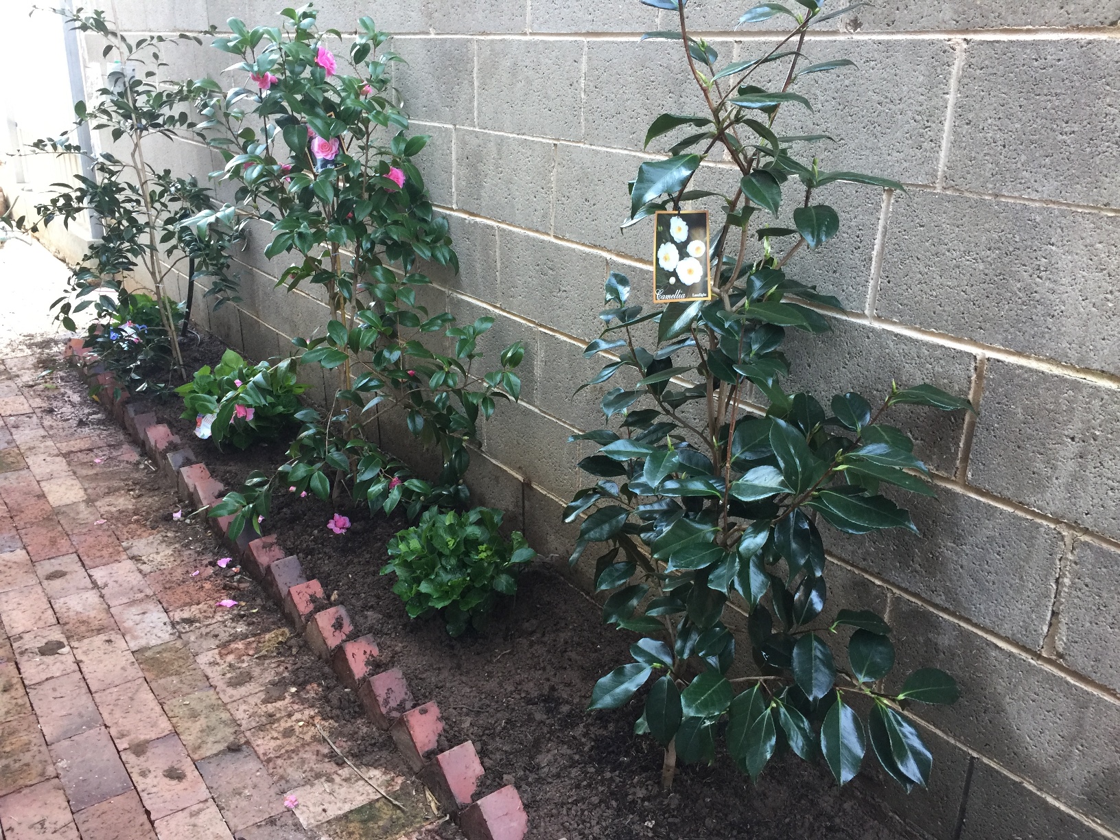 garden bed - camelias and hydrangeas