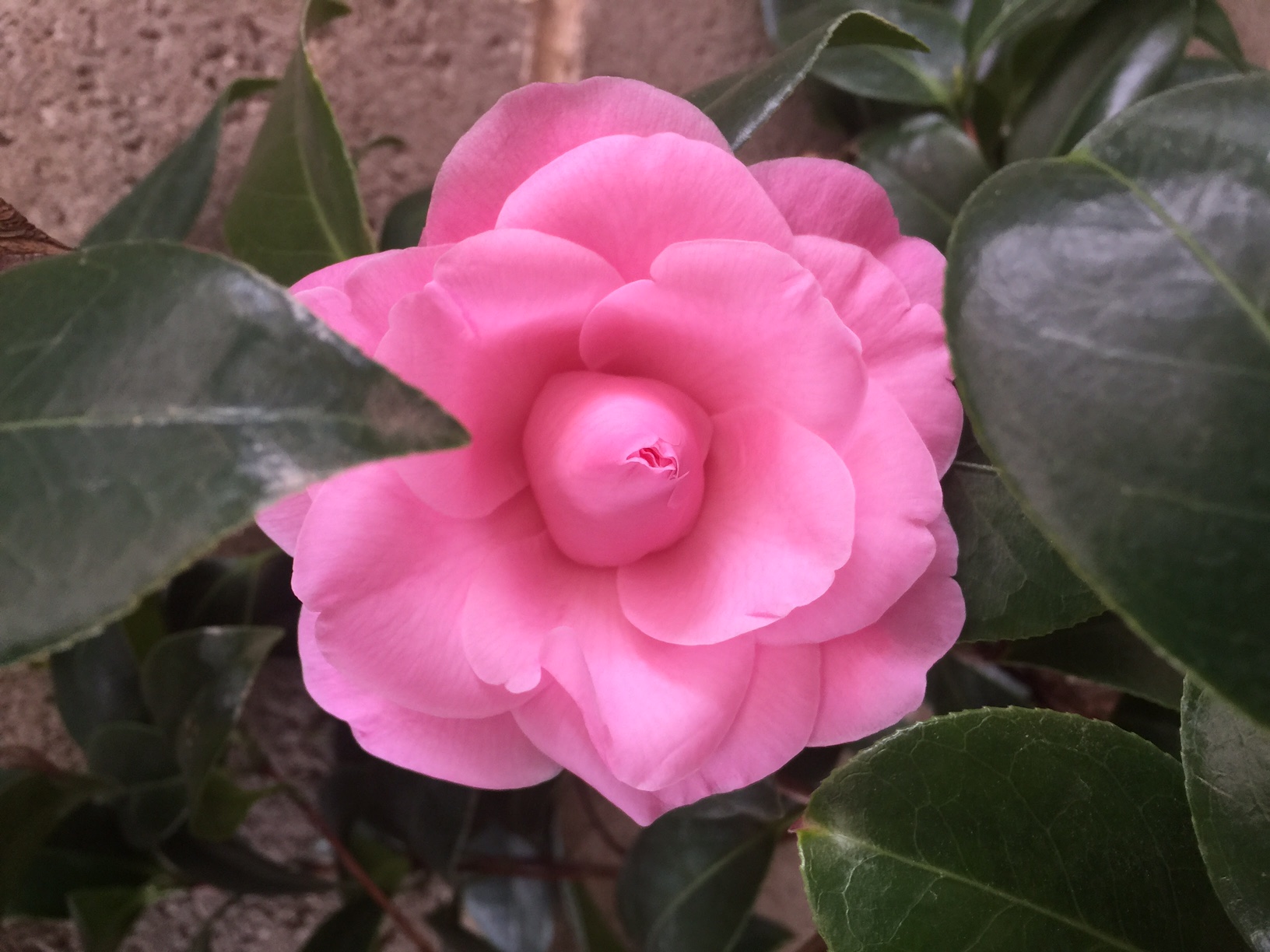 pink camelia