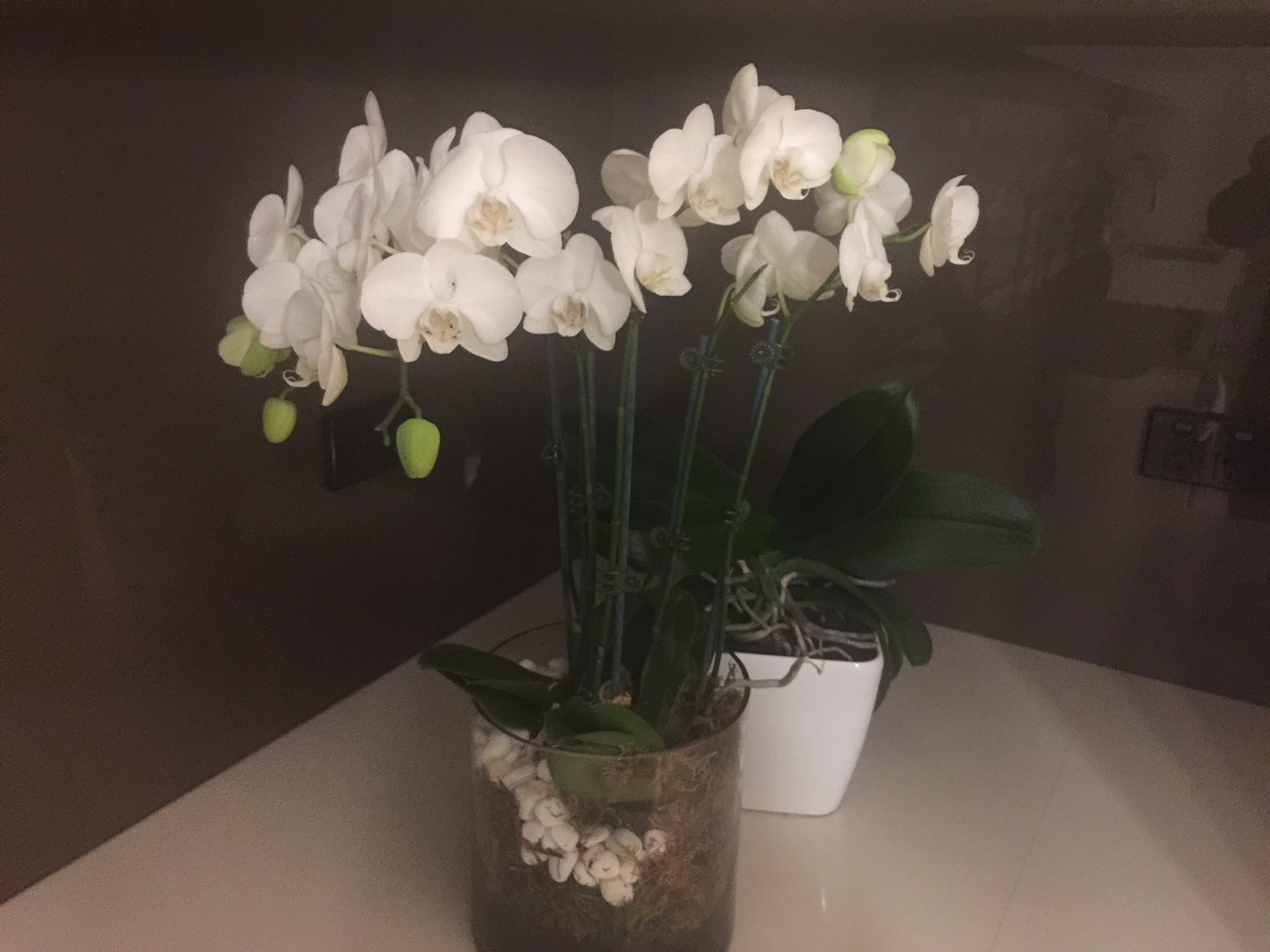 moth orchid