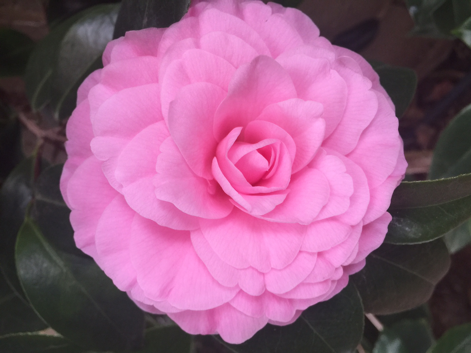 camellia