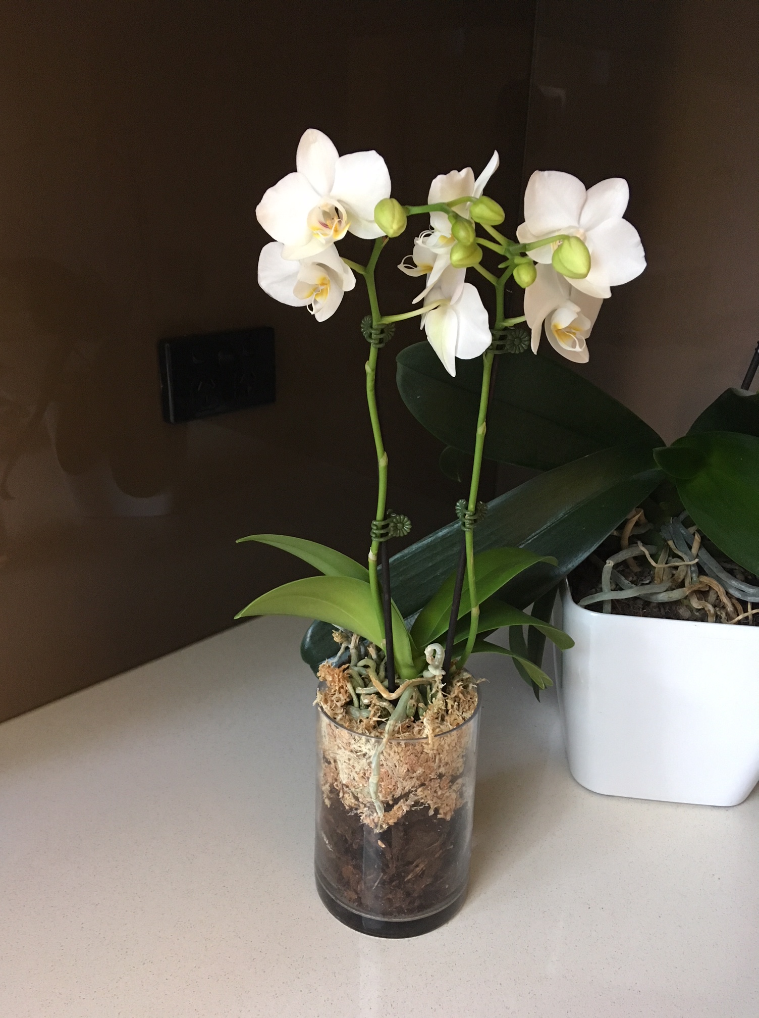 phalenopsis orchid