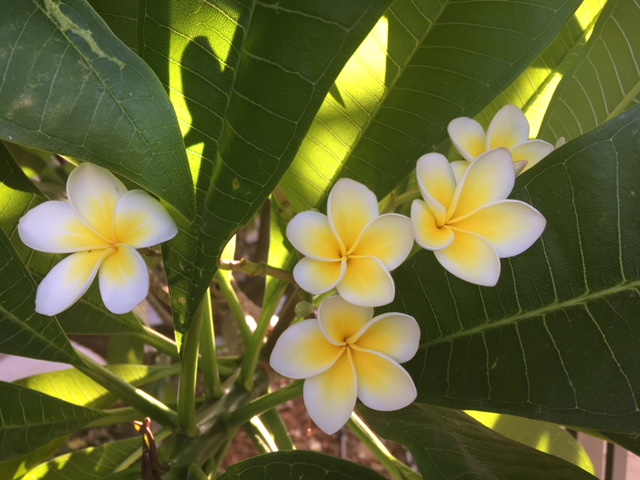 frangipani