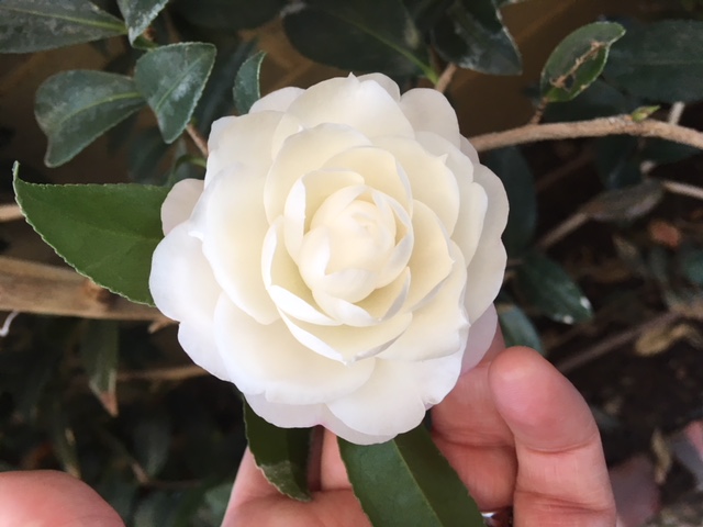 camelia earlypearly