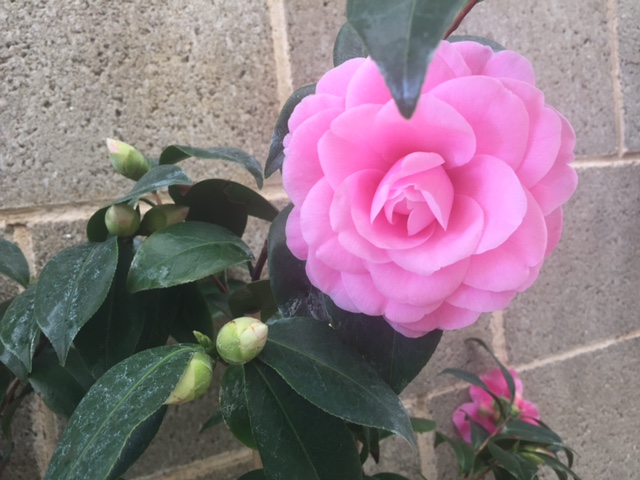 camelia