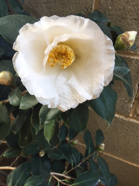 camellia