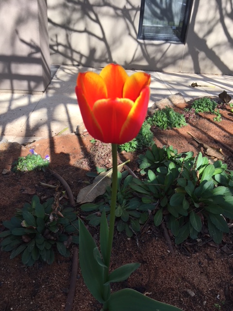 tulip