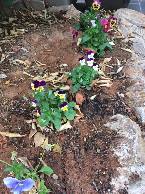 pansies