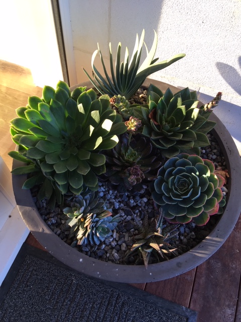 succulent pot