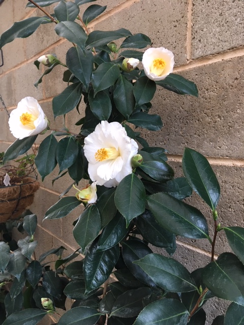 camellia