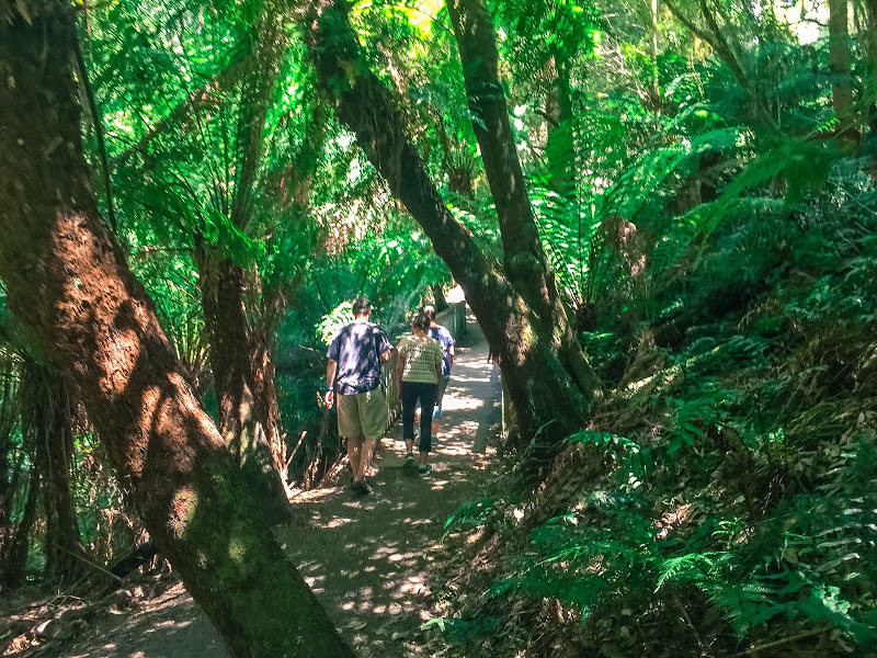 rainforest walk