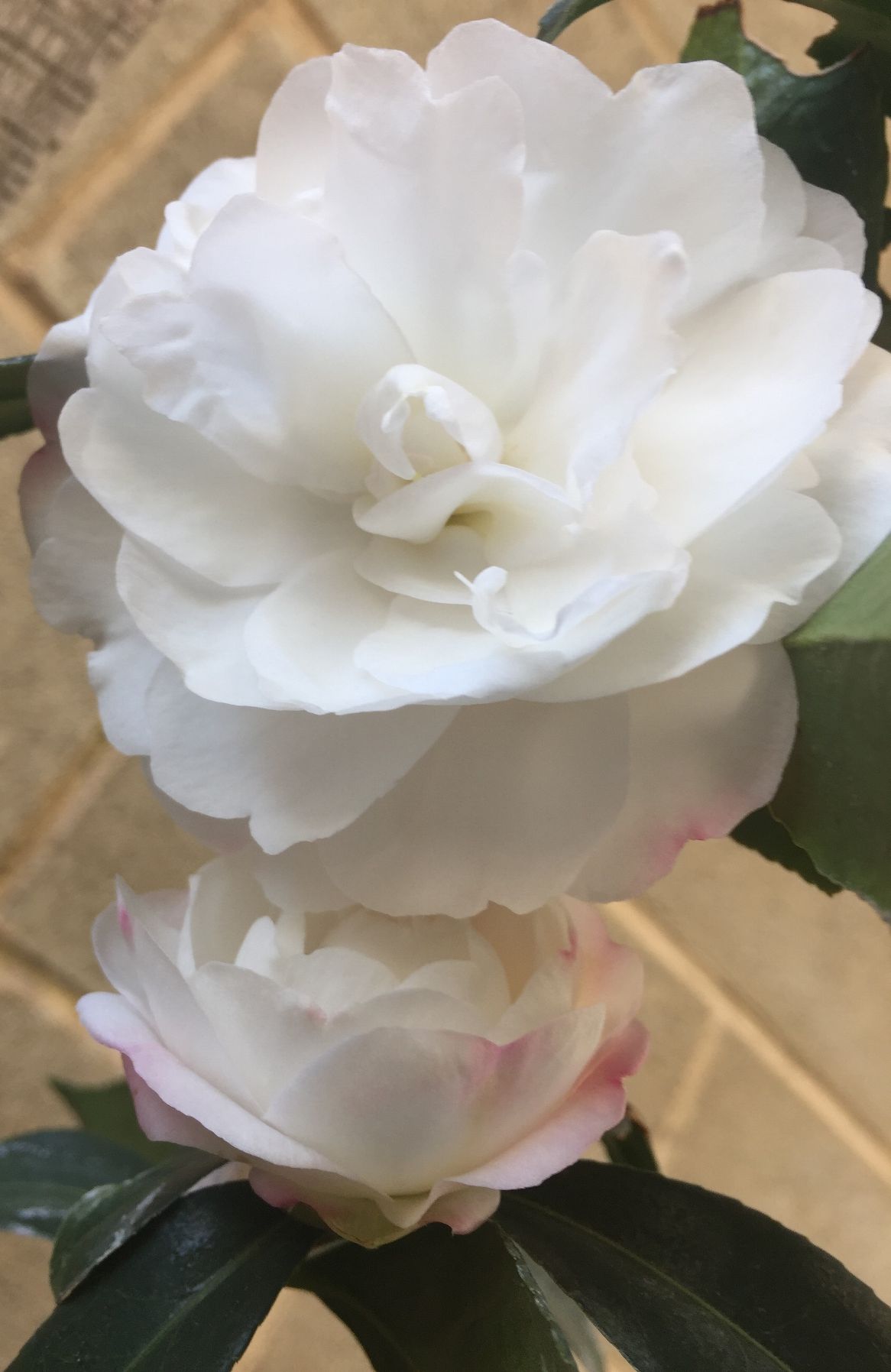 camelias