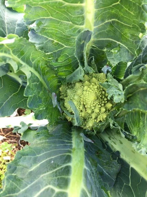 Romanesco broccoli