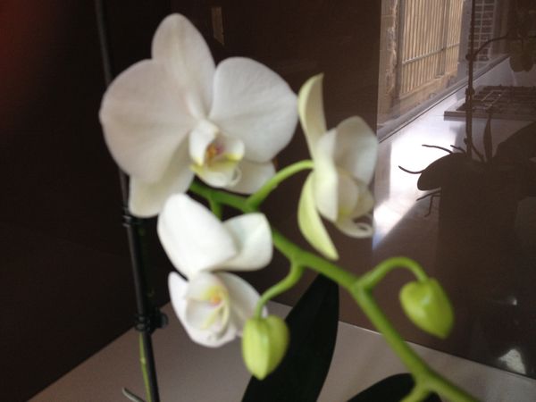 Moth orchid