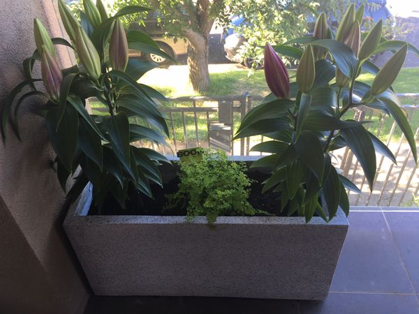 Zoe's balcony garden