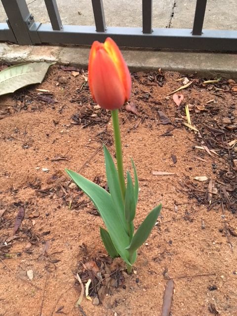 tulip is up!